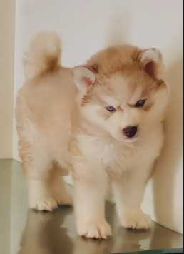 Siberian Husky For Sale In Aizawl