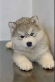Siberian Husky For Sale In Aizawl