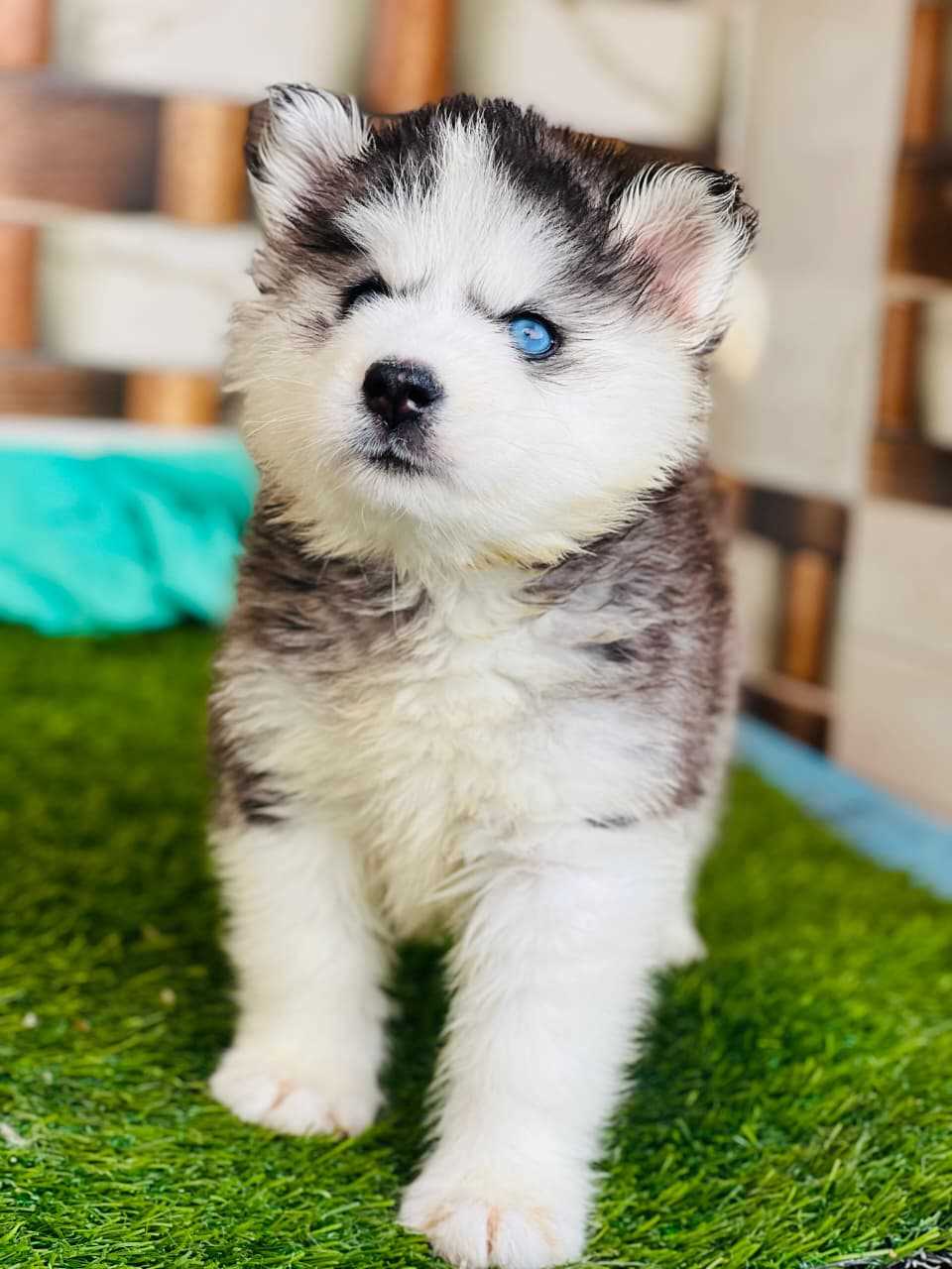 Siberian Husky For Sale In Aizawl