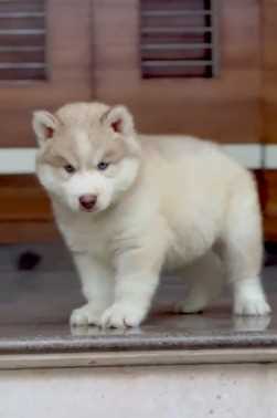 Siberian Husky For Sale In Aizawl