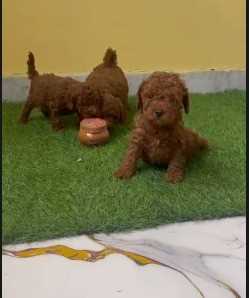Toy Poodle For Sale In Aligarh UP