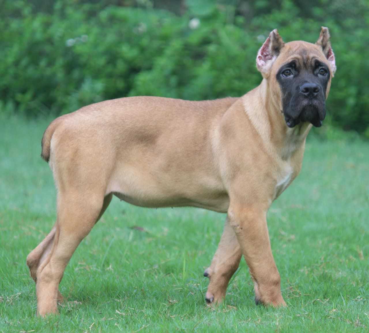 Cane Corso For Sale In Deoria