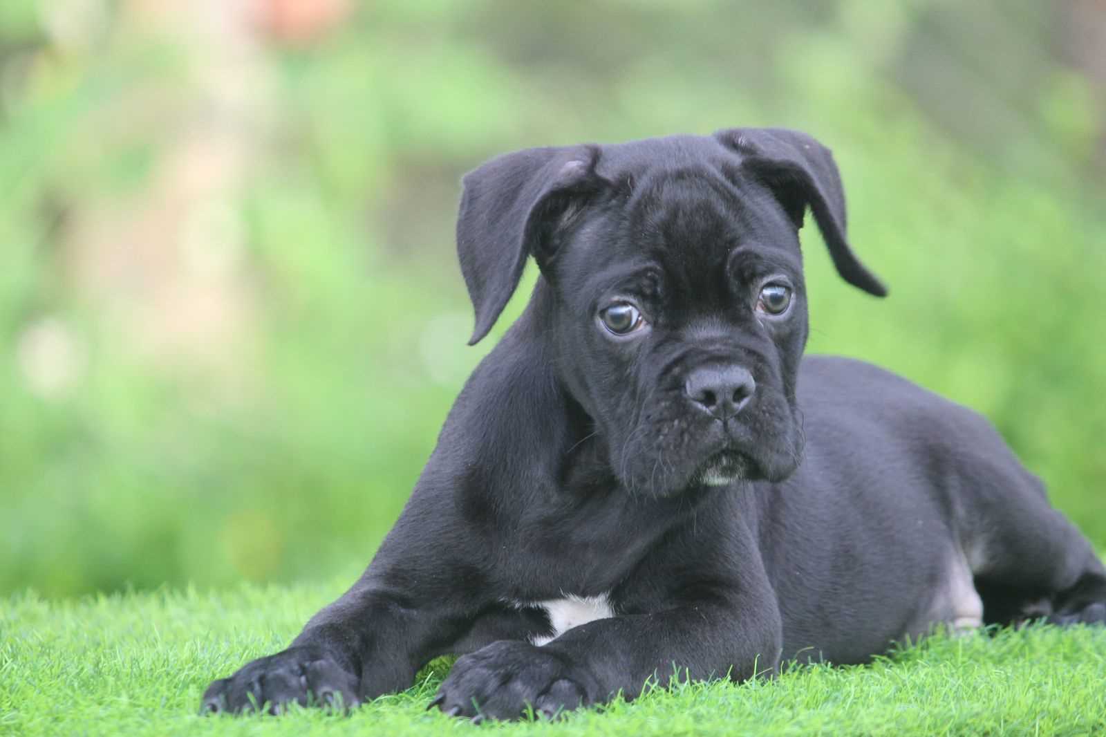 Cane Corso For Sale In Chandigarh