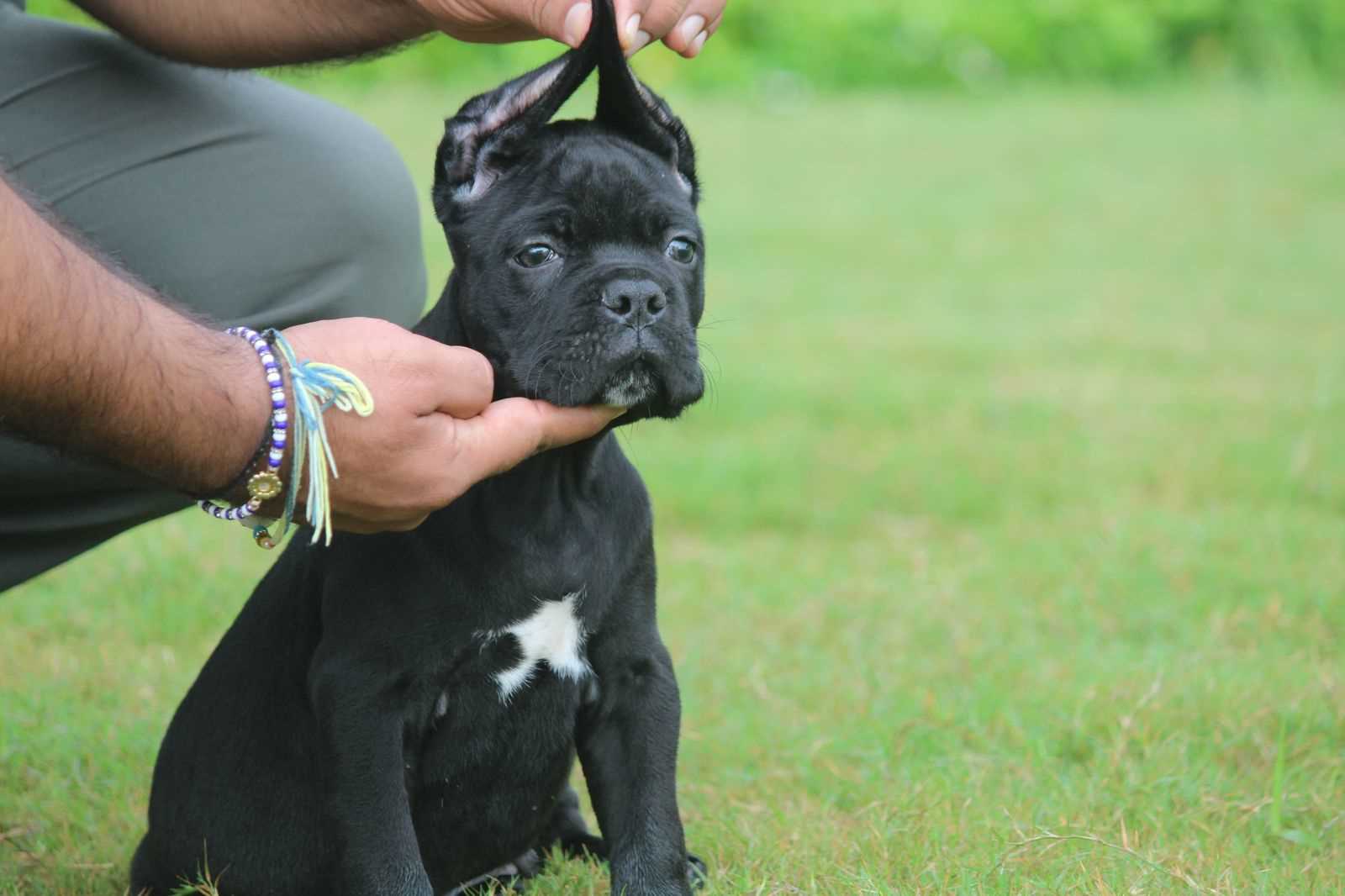 Cane Corso For Sale In Chandigarh
