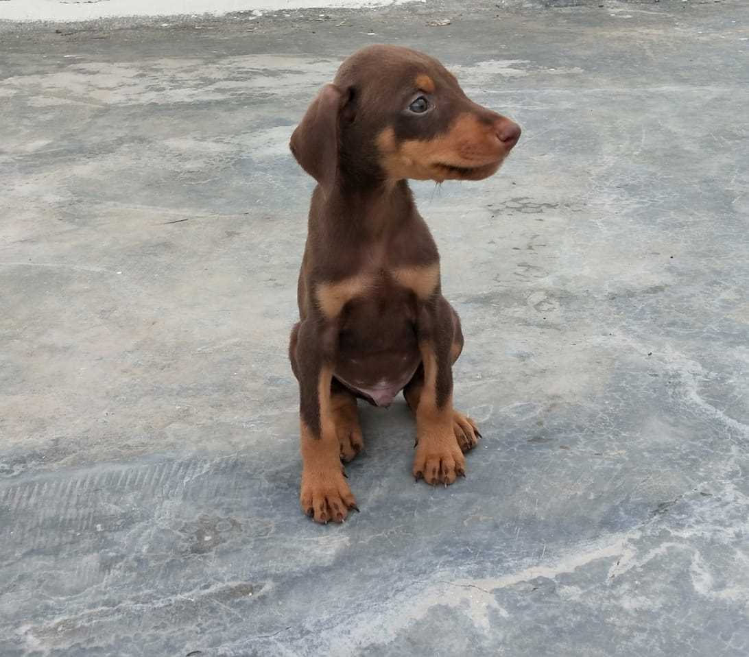 Doberman For Sale In Hubli Dharwad
