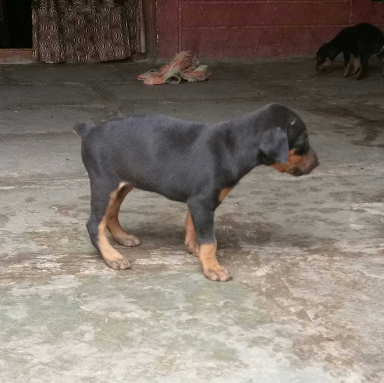 Doberman For Sale In Hubli Dharwad