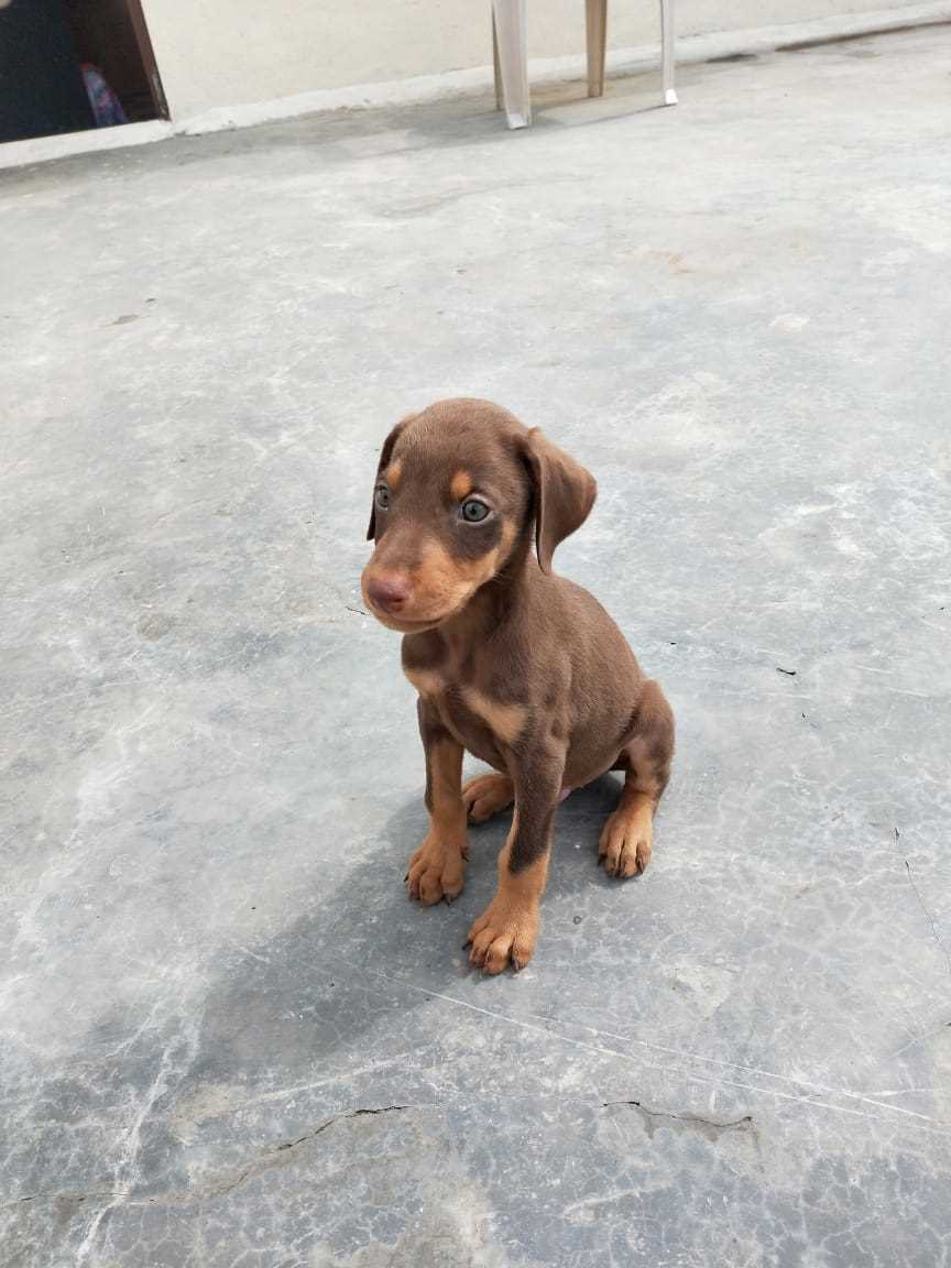 Doberman For Sale In Hubli Dharwad