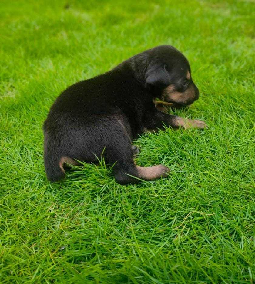 Doberman For Sale In Hubli Dharwad