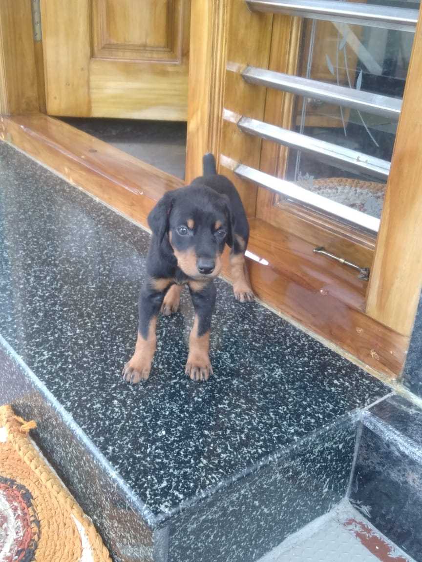 Doberman For Sale In Hubli Dharwad