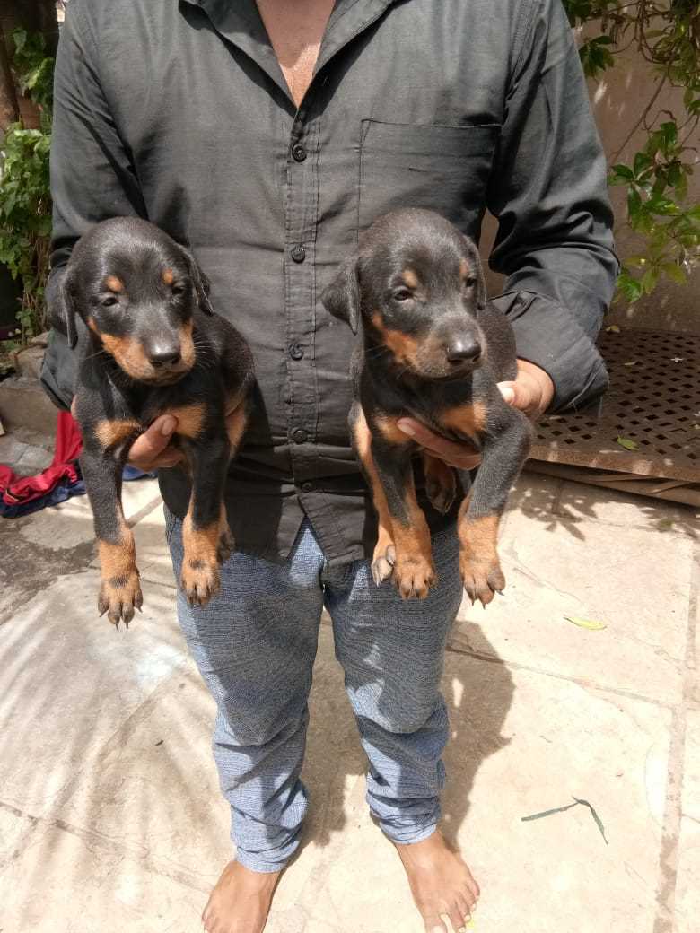 Doberman For Sale In Kottayam