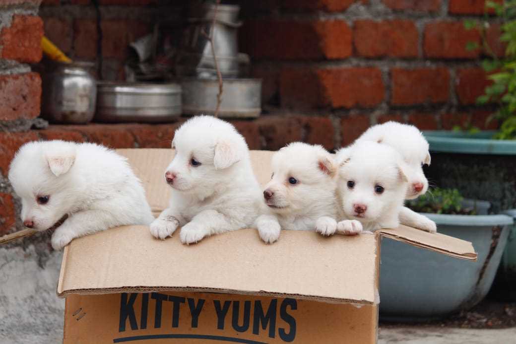 Pomeranian For Sale In Kochi