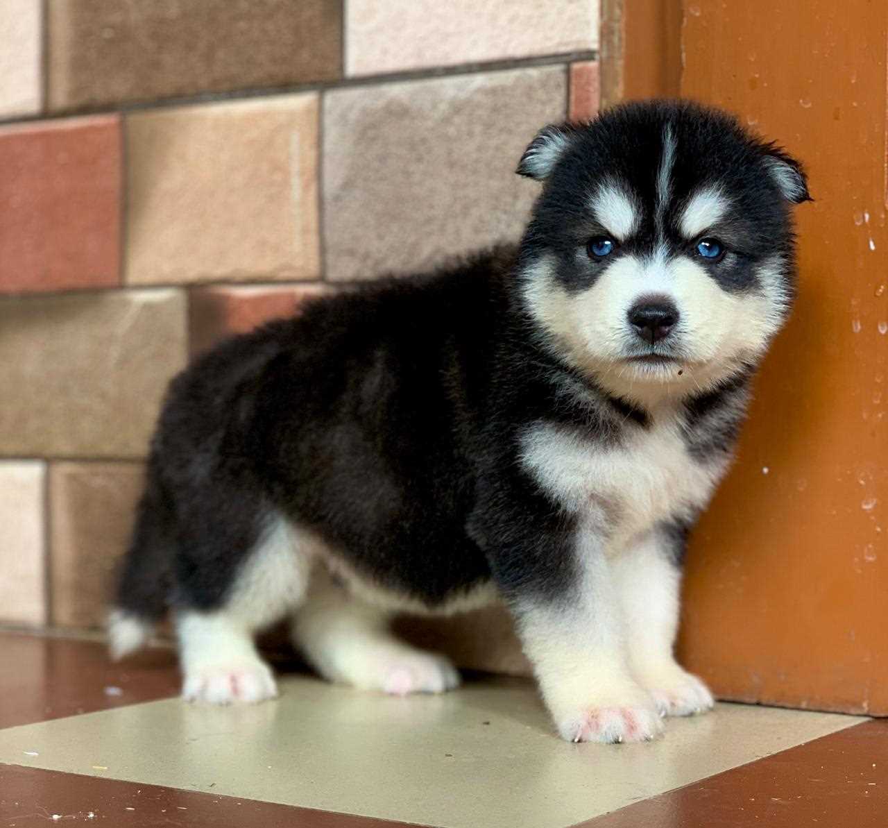Siberian Husky For Sale In Chandigarh