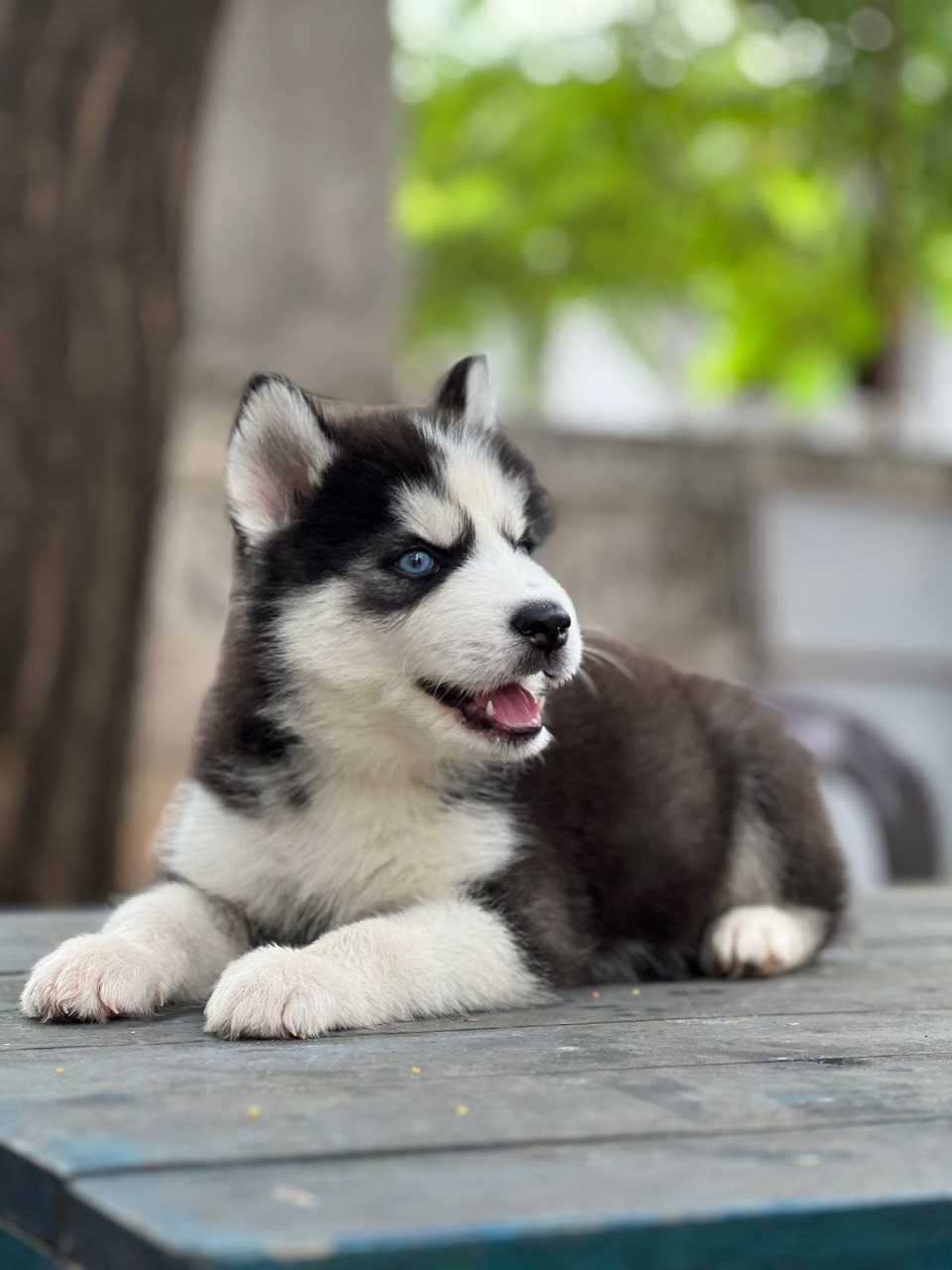 Siberian Husky For Sale In Chandigarh