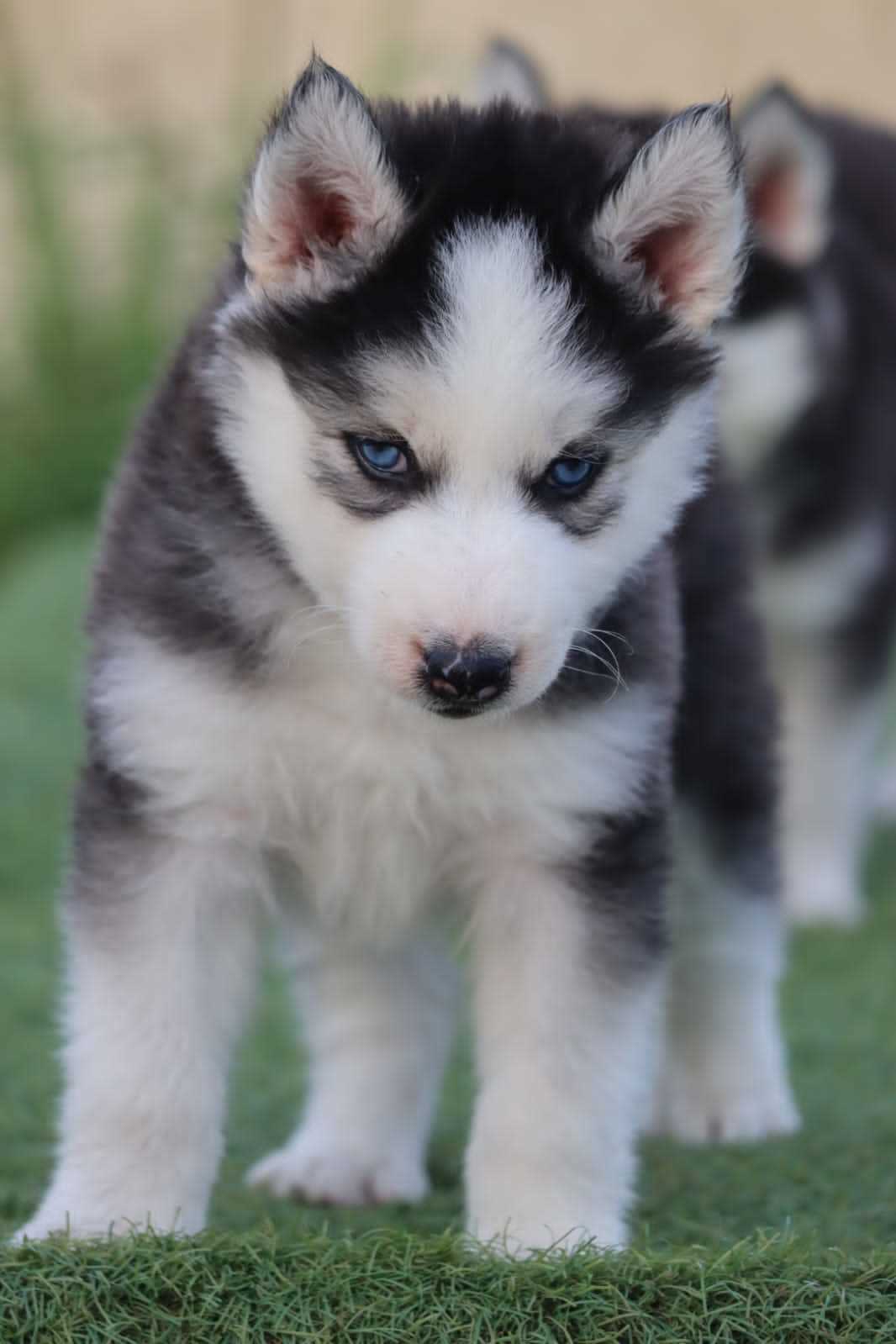 Siberian Husky For Sale In Chandigarh