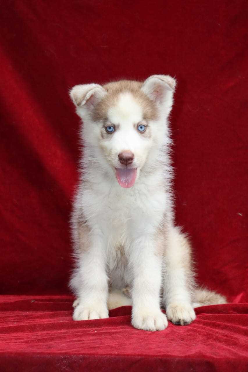 Siberian Husky For Sale In Chandigarh