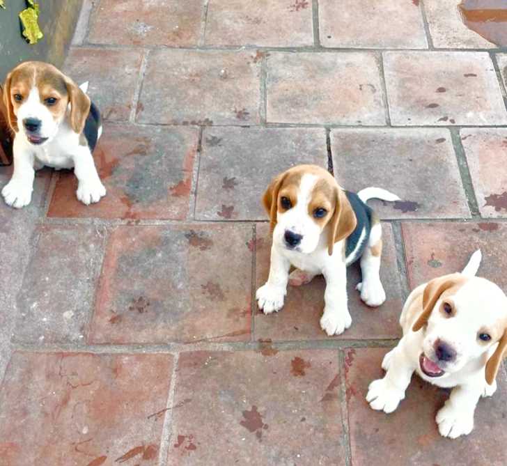 Beagle For Sale In Chennai