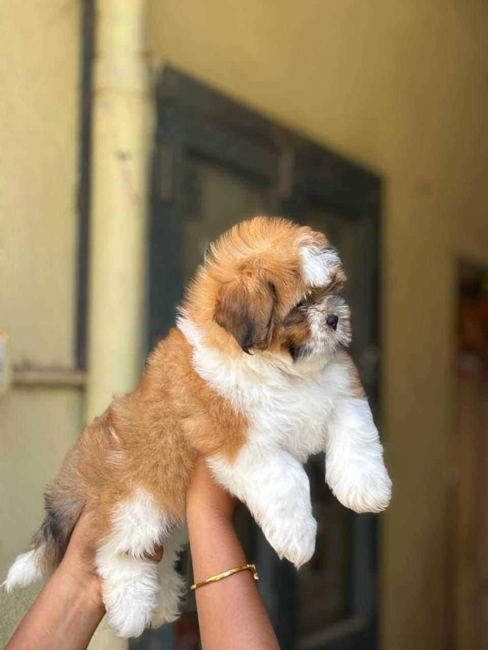 Shih Tzu For Sale In Eluru
