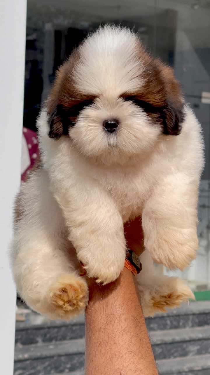 Shih Tzu For Sale In Kasaragod