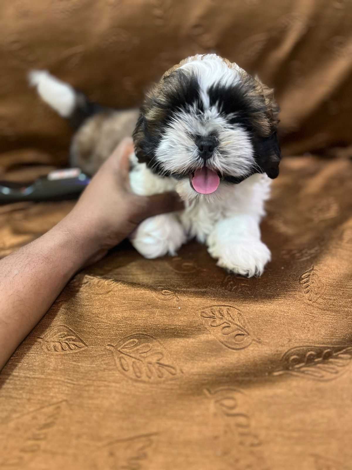 Shih Tzu For Sale In Kasaragod