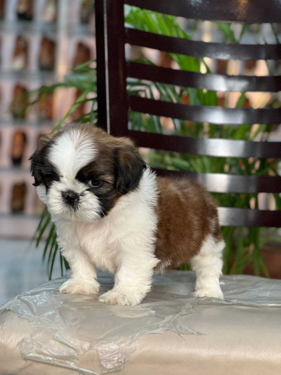 Shih Tzu For Sale In Kasaragod