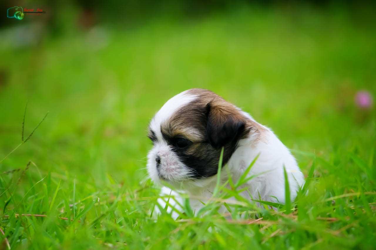 Shih Tzu For Sale In Calicut