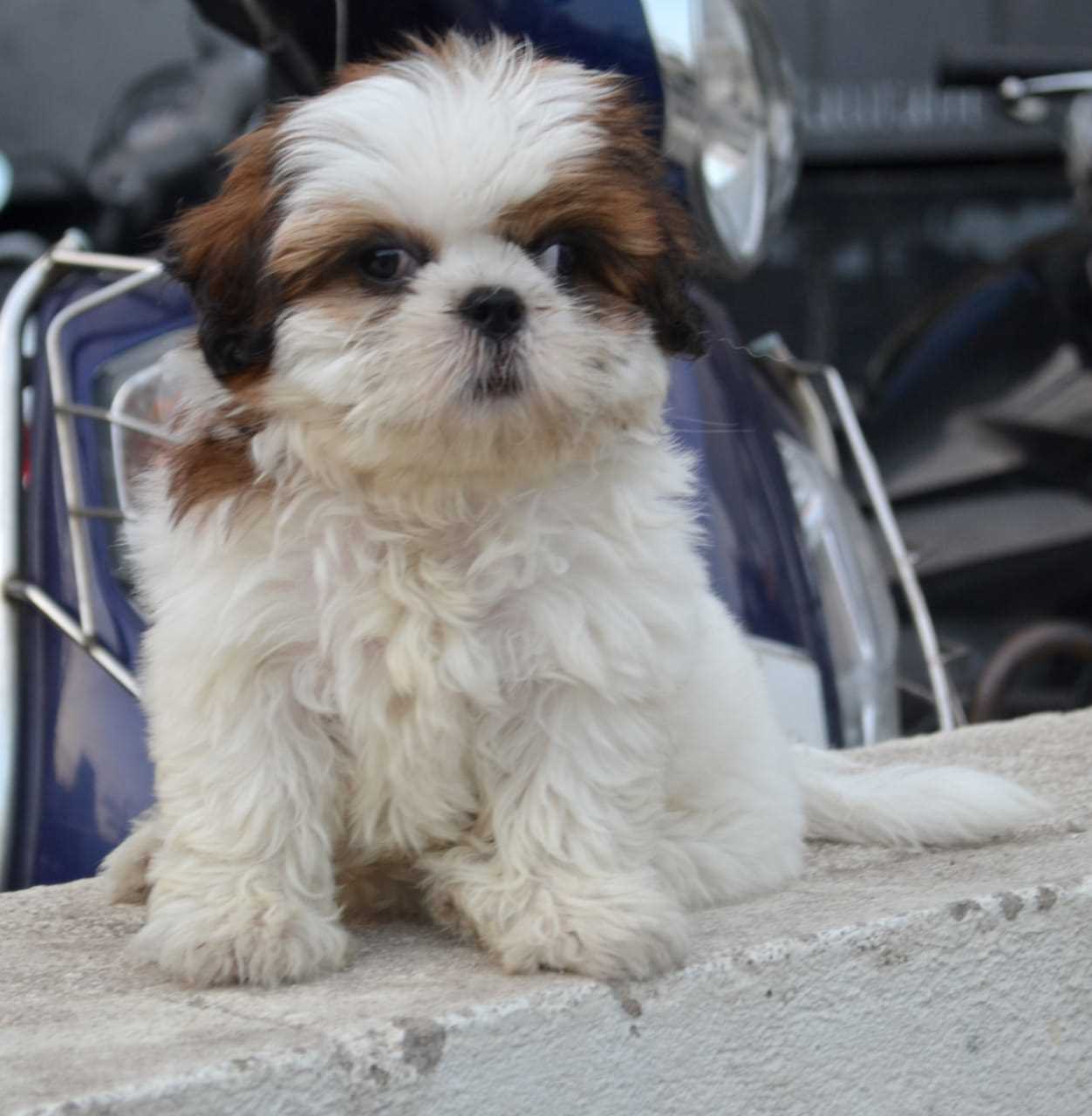 Shih Tzu For Sale In Calicut