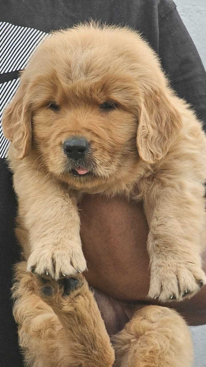 Golden Retriever For Sale In Ranchi