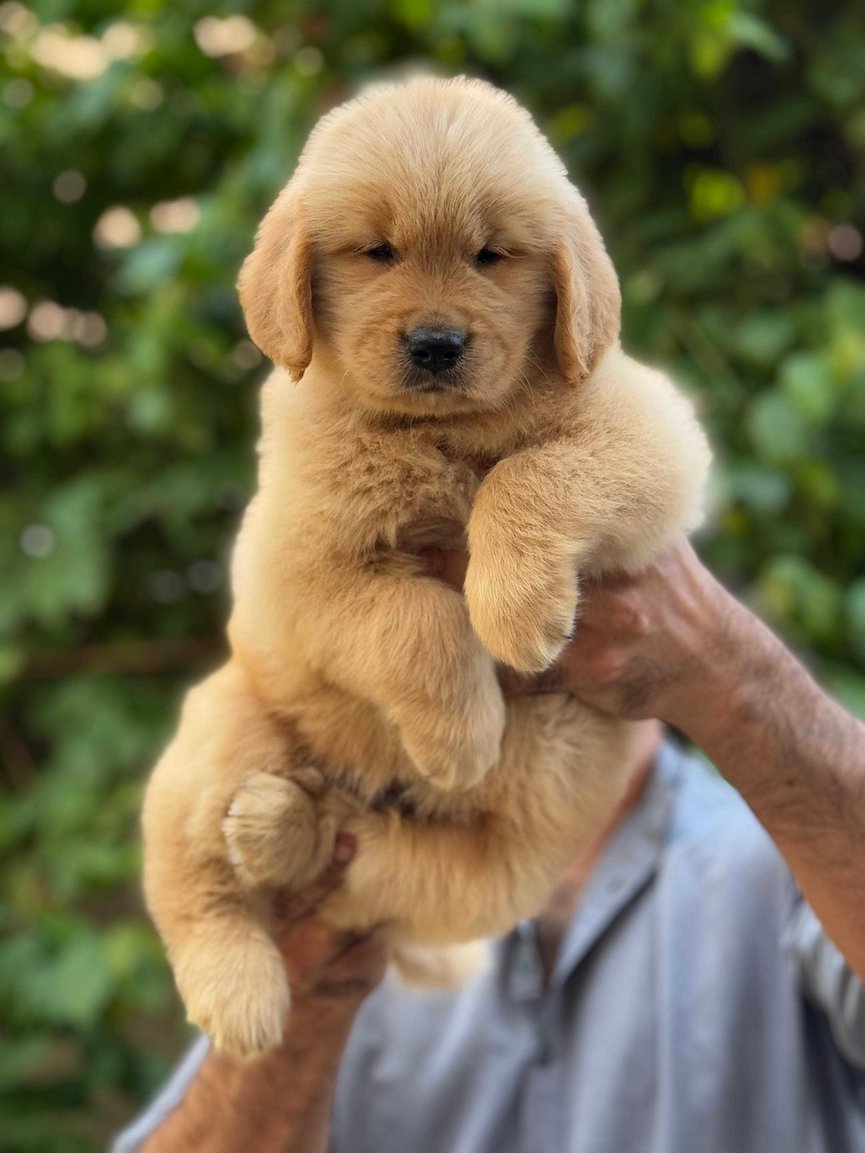 Golden Retriever For Sale In Ranchi