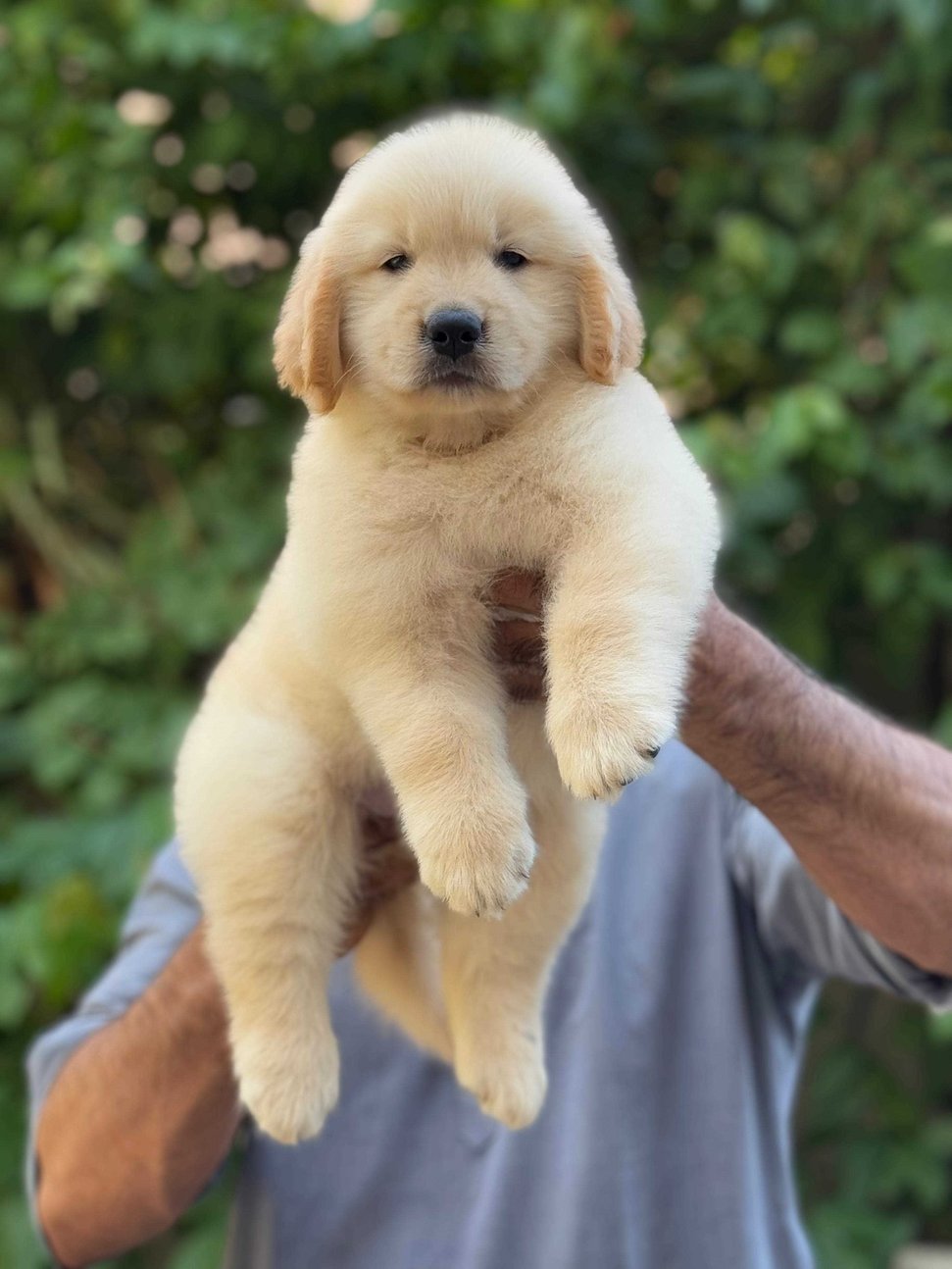 Golden Retriever For Sale In Ranchi