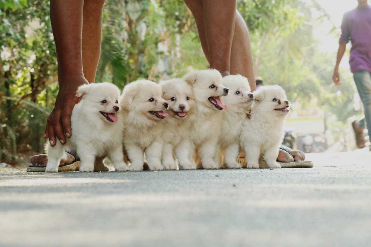 Pomeranian For Sale In Lucknow