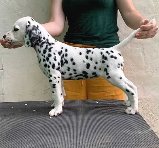 Dalmatian For Sale In Bangalore