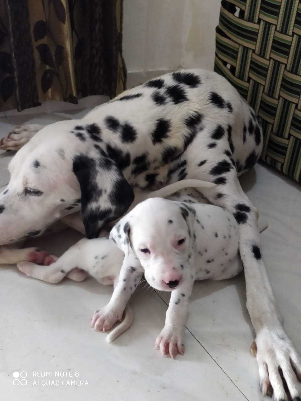 Dalmatian For Sale In Bangalore