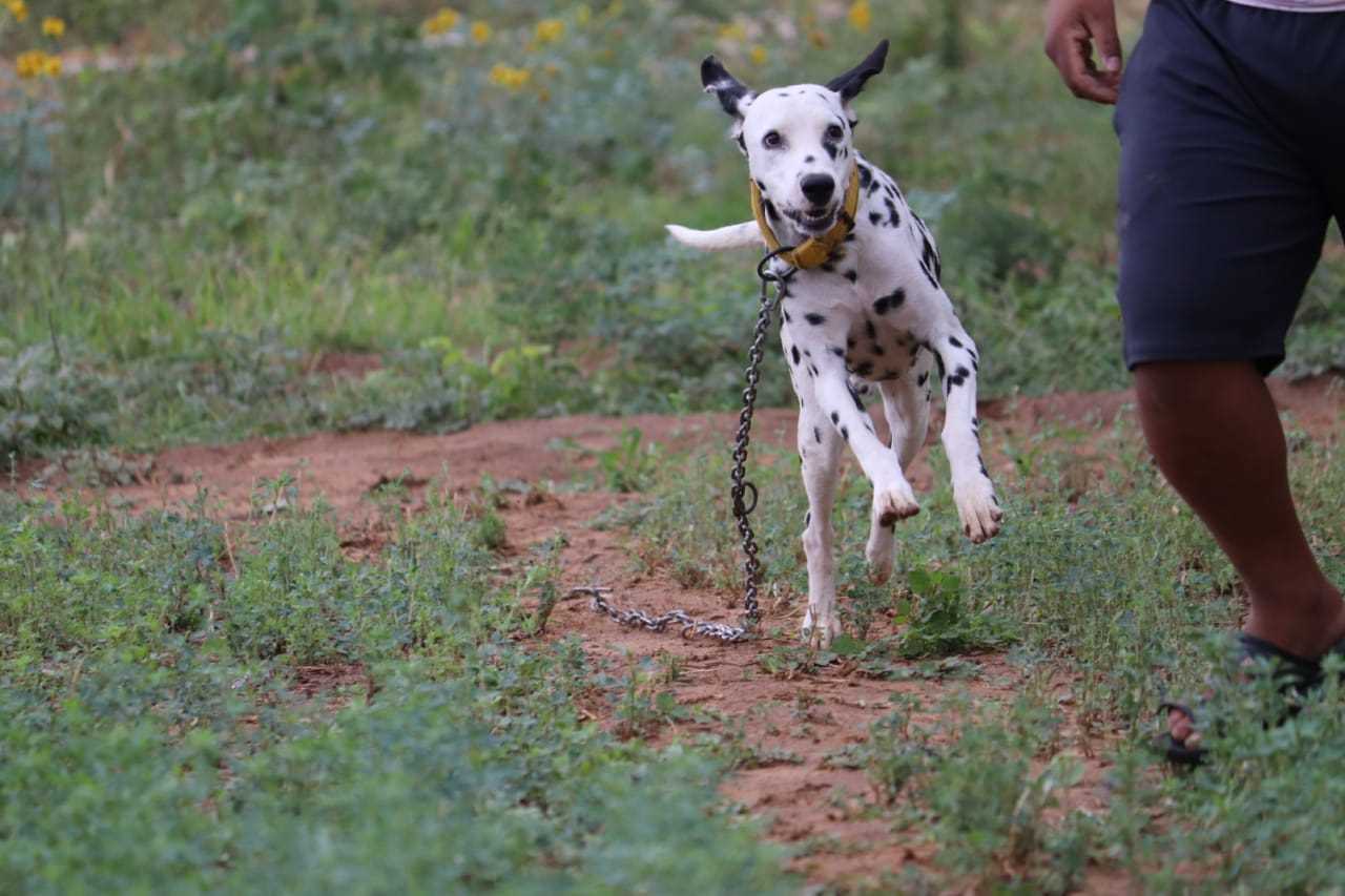 Dalmatian For Sale In Bangalore