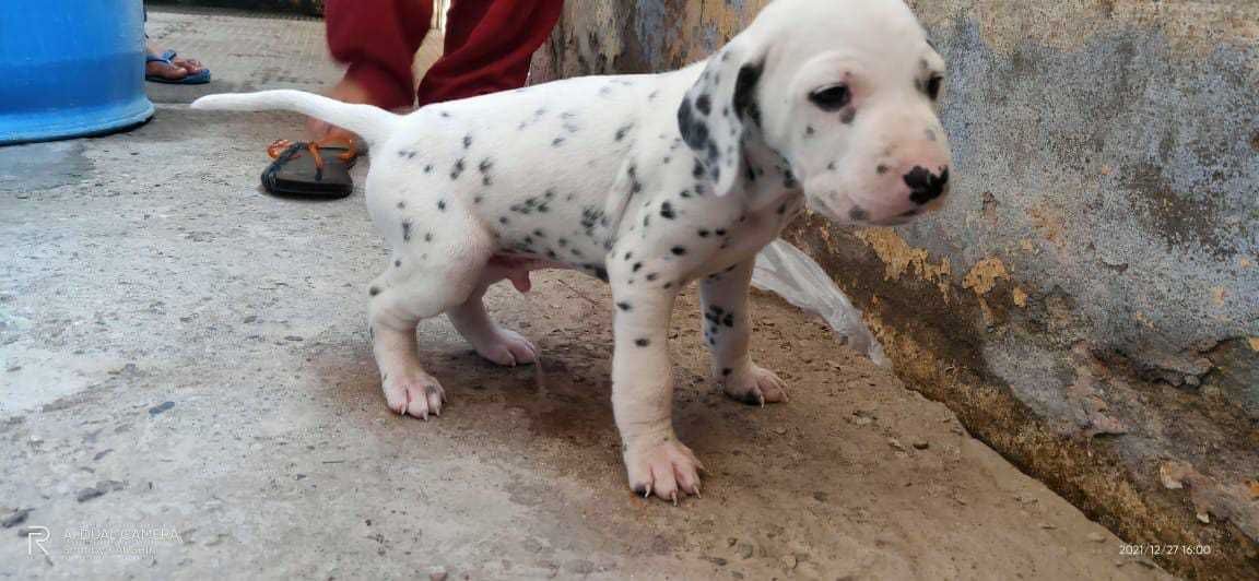Dalmatian For Sale In Bangalore