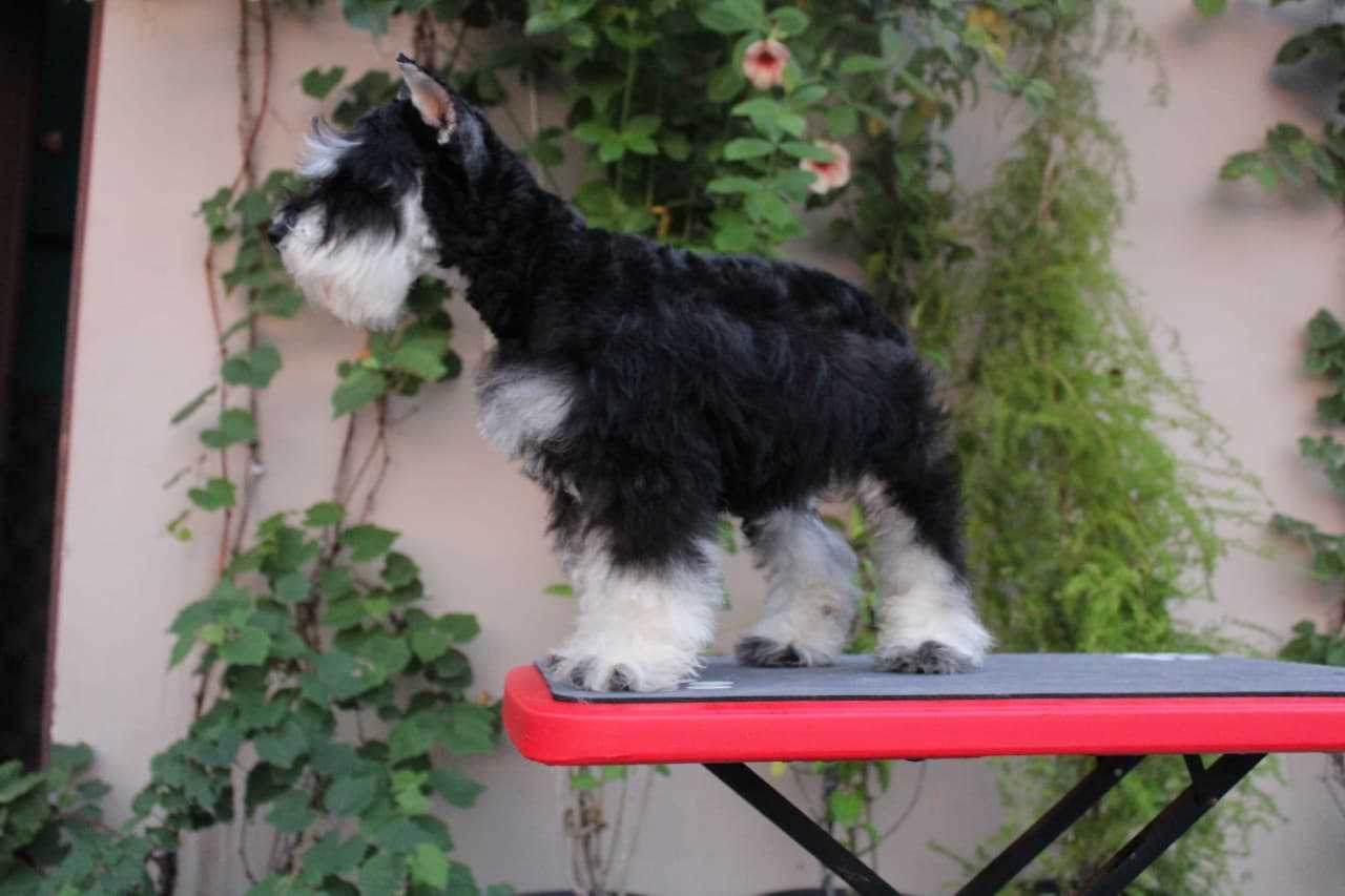Schnauzer For Sale In Bangalore