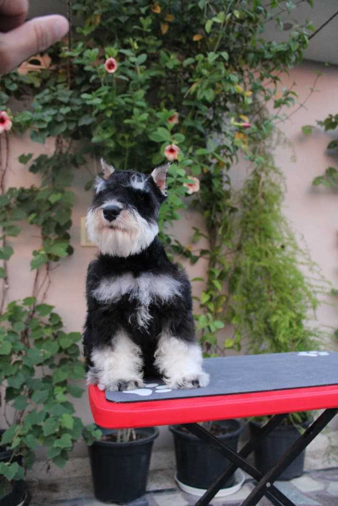 Schnauzer For Sale In Bangalore