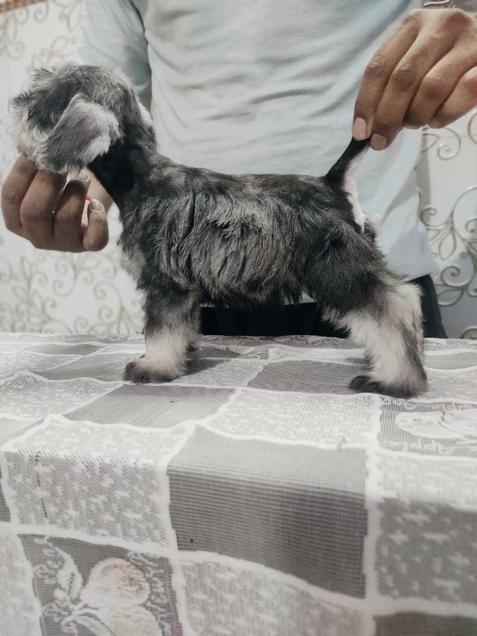 Schnauzer For Sale In Bangalore