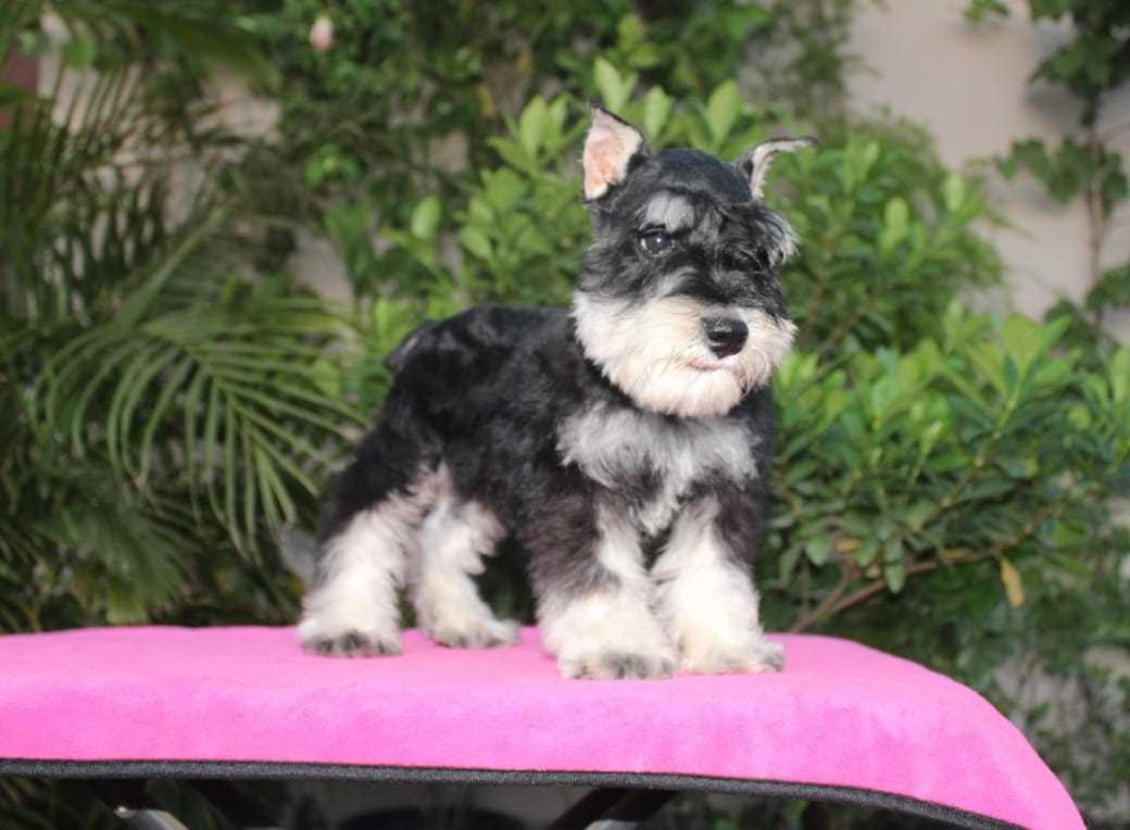 Schnauzer For Sale In Bangalore