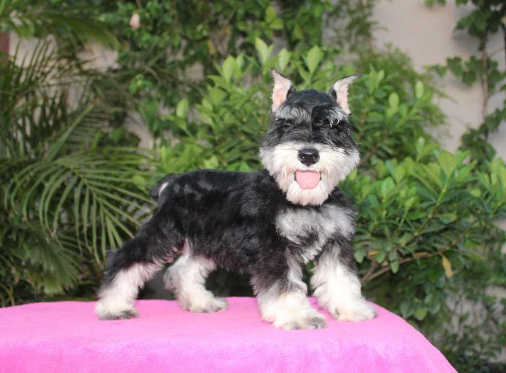 Schnauzer For Sale In Bangalore