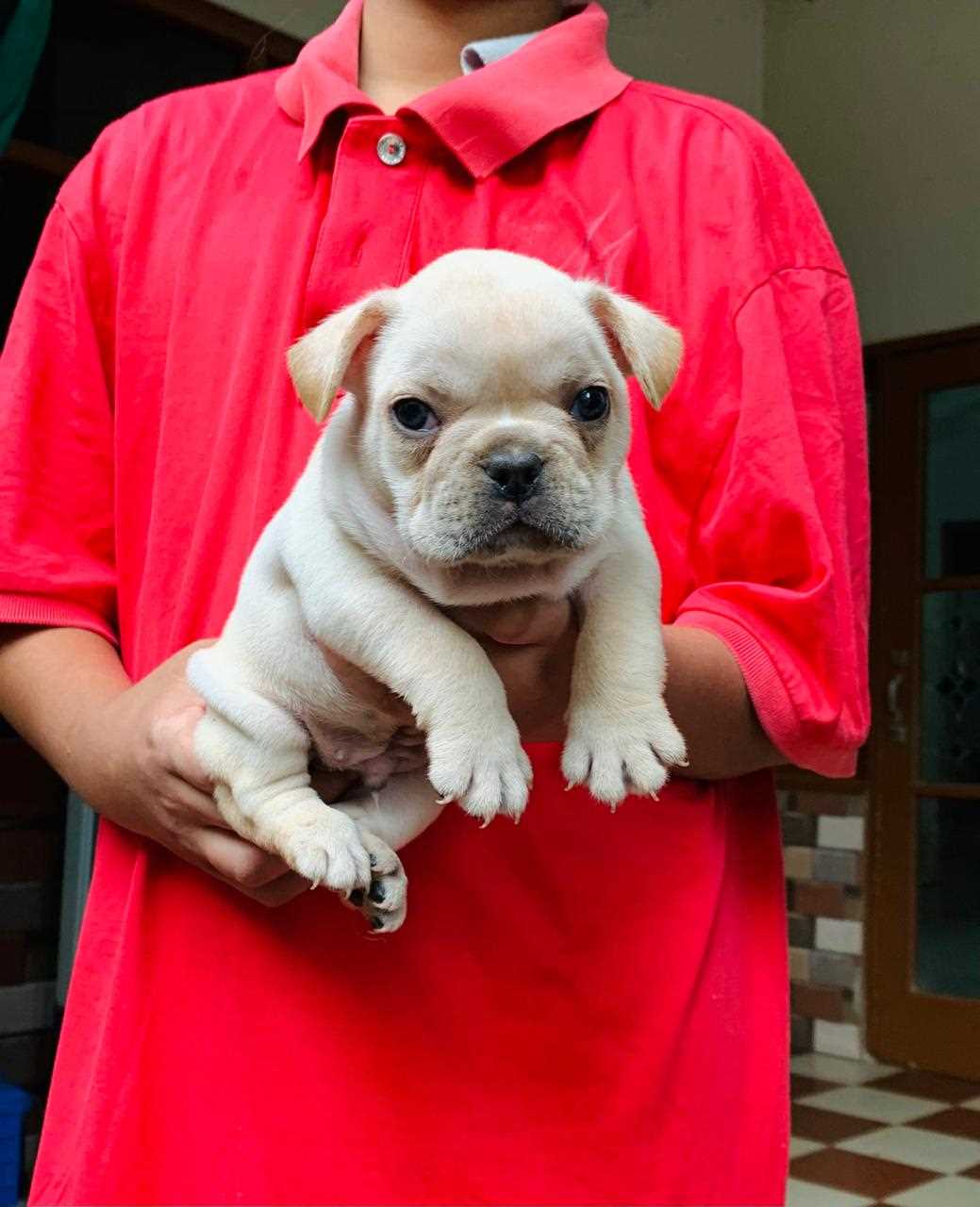 French Bulldog For Sale In Chennai