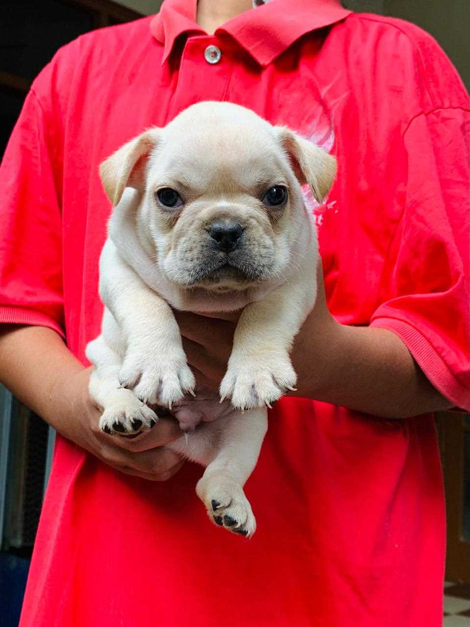 French Bulldog For Sale In Chennai