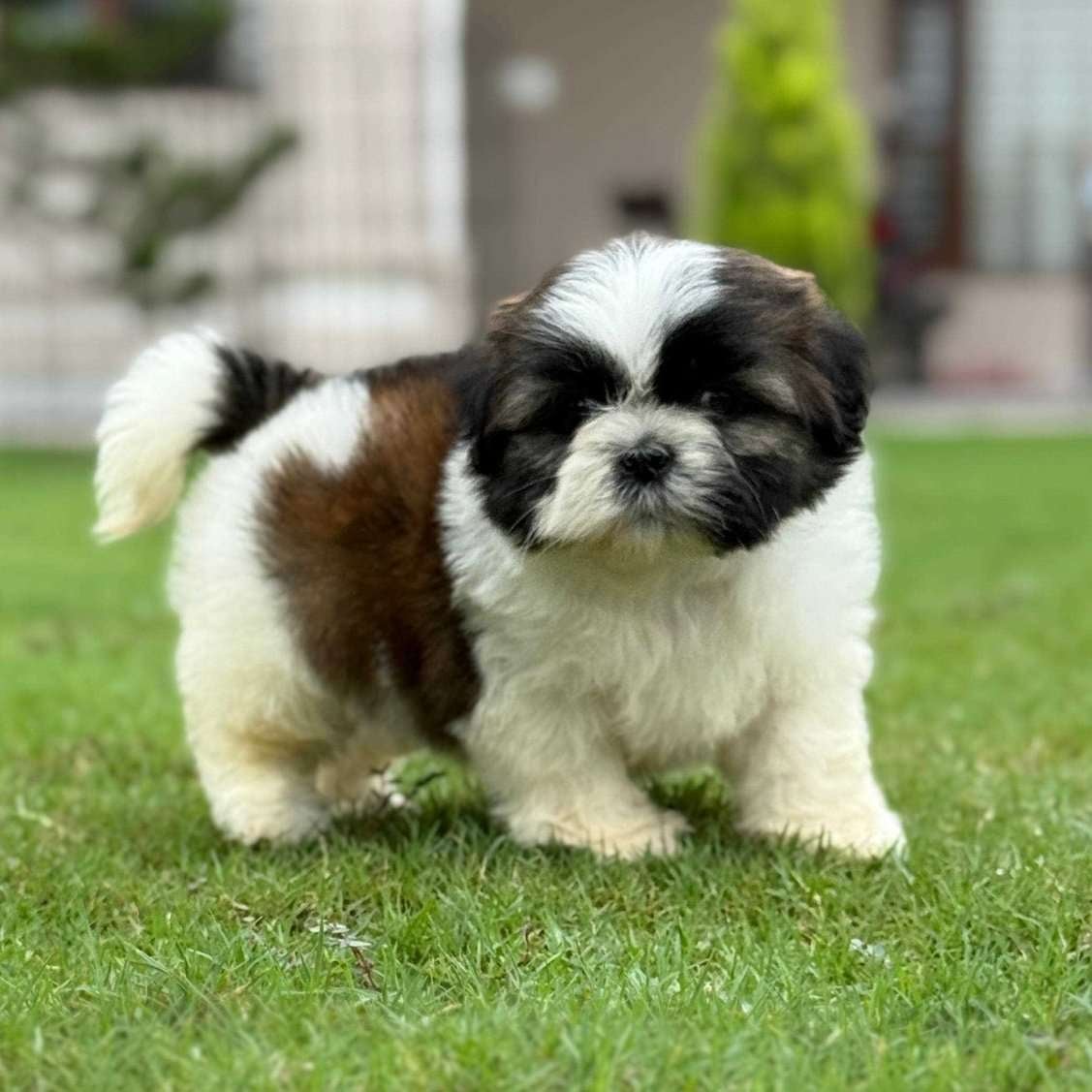 Shih Tzu For Sale In Kolkata