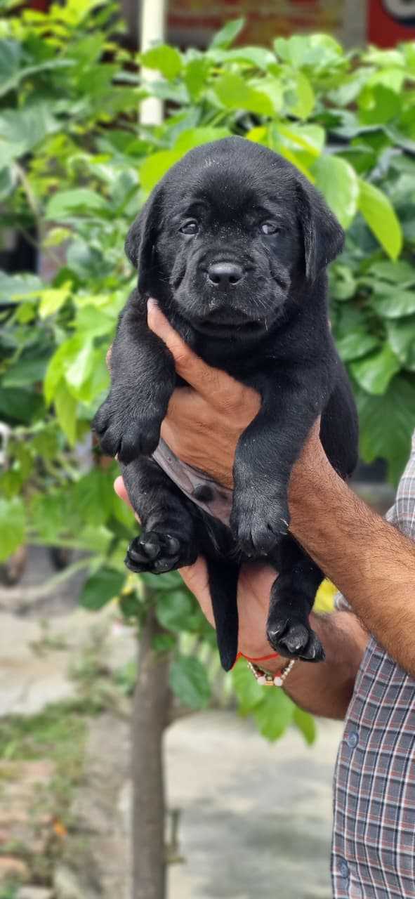 Labrador Retriever For Sale In Vadodara