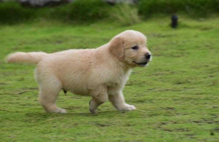 Golden Retriever For Sale In Dehradun