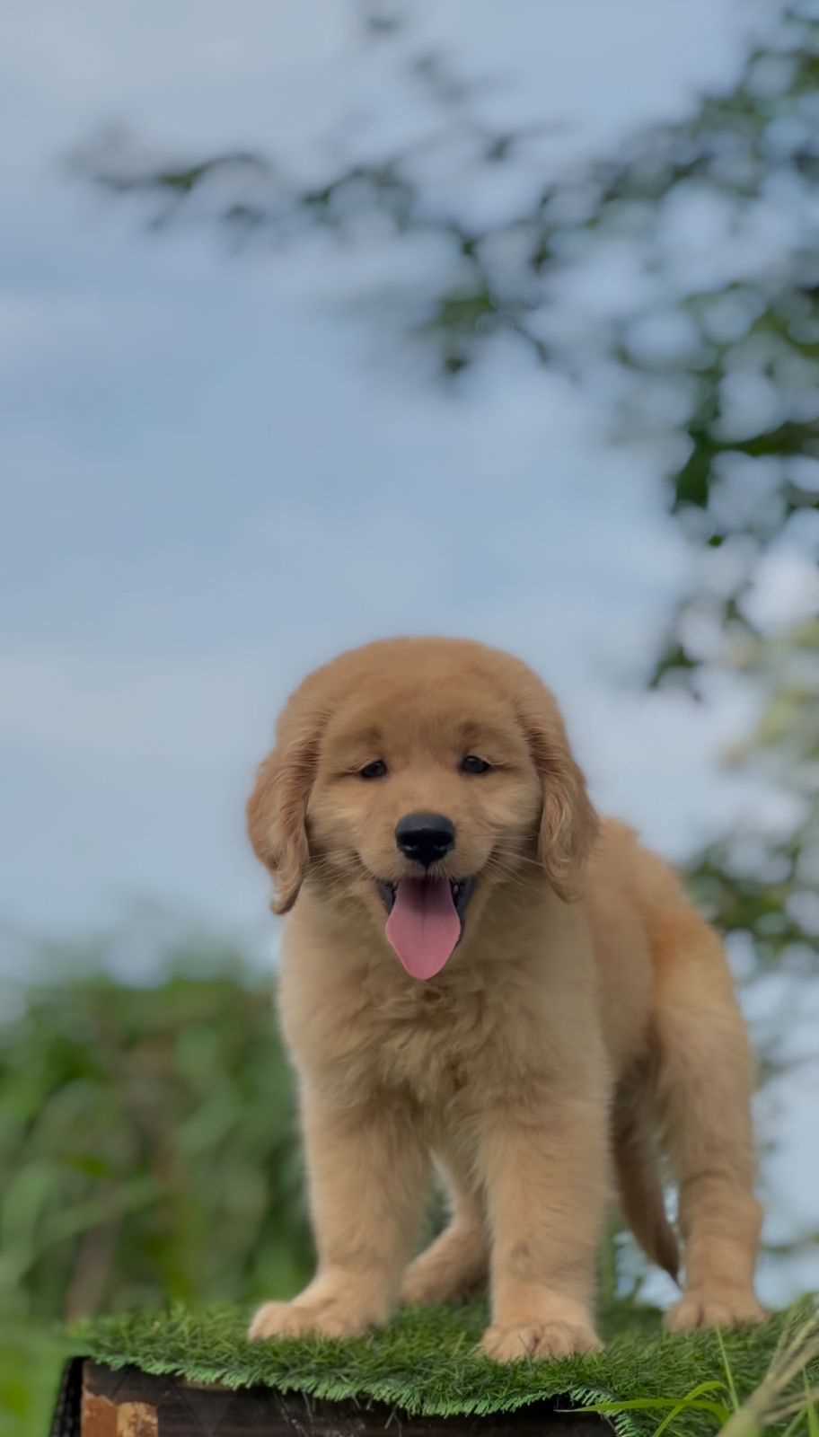 Golden Retriever For Sale In Kanpur