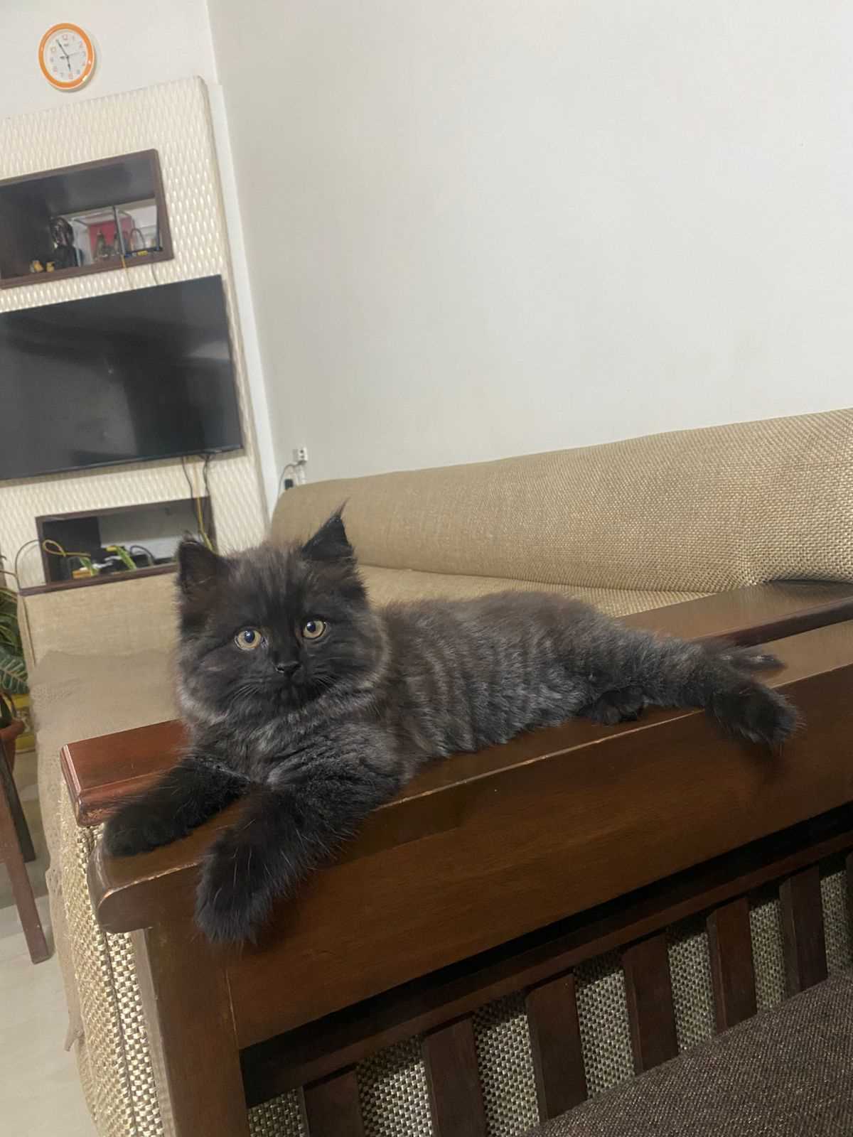 Persian For Sale In Vizag