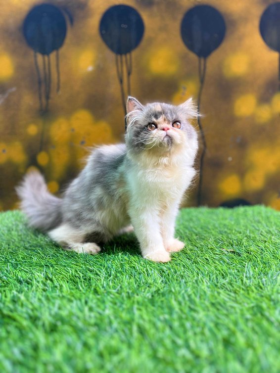 Persian For Sale In Vizag