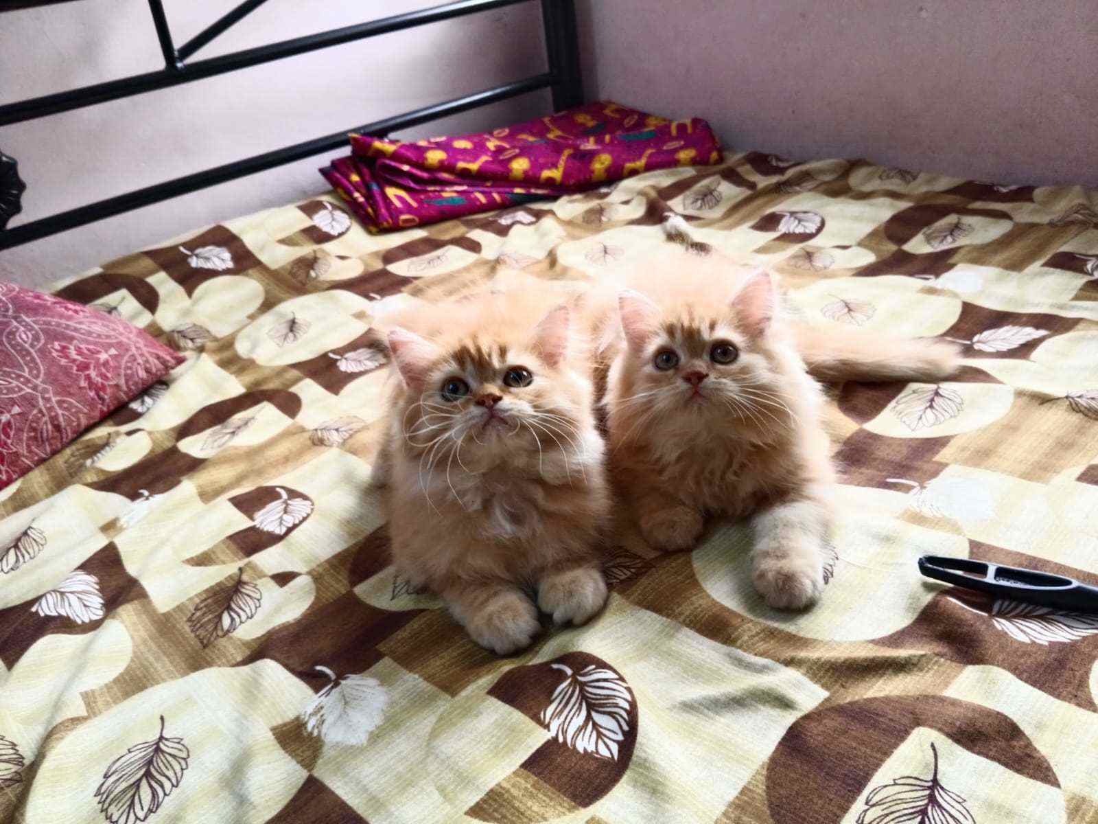 Persian For Sale In Vizag
