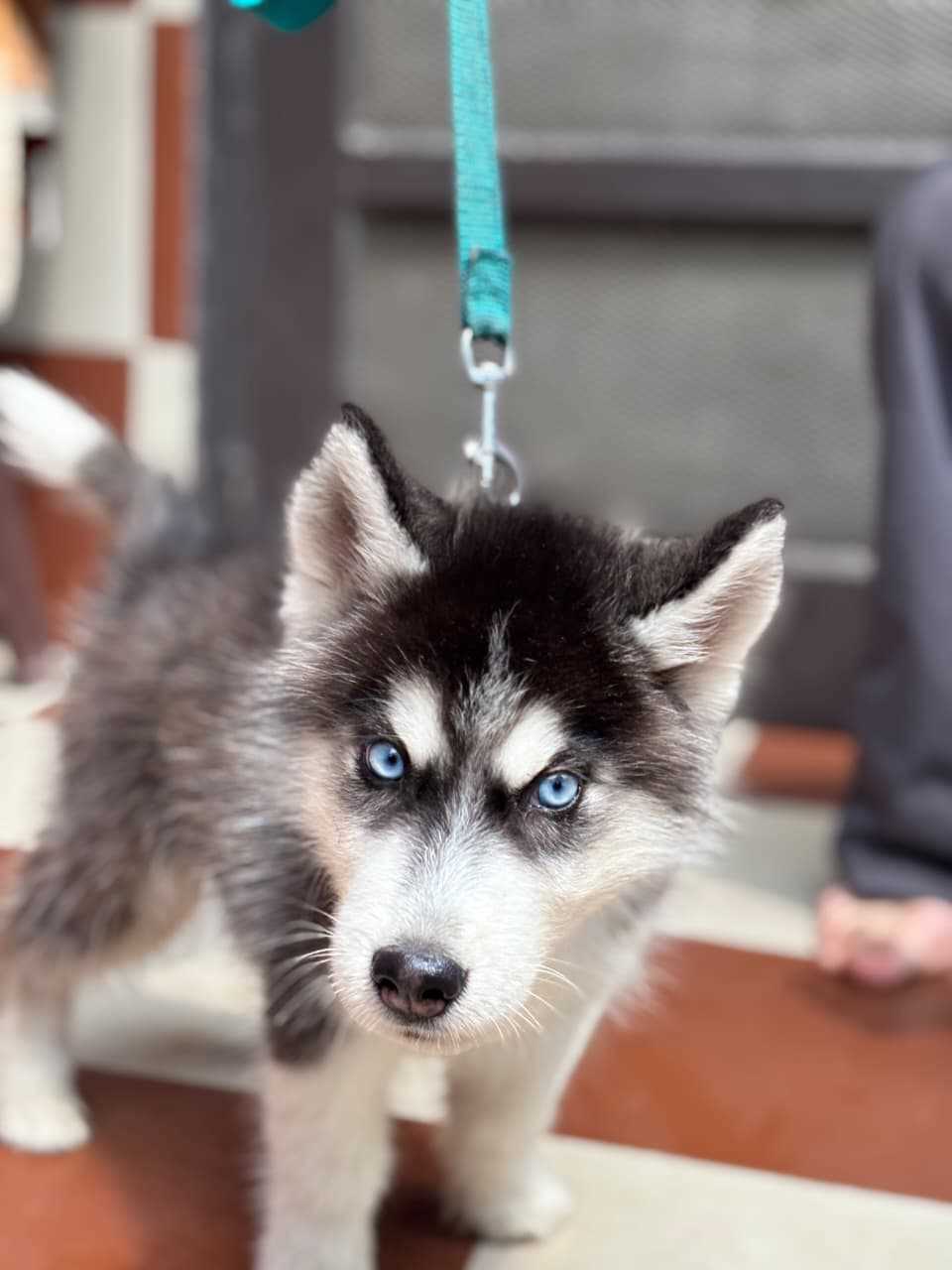 Siberian Husky For Sale In Jodhpur