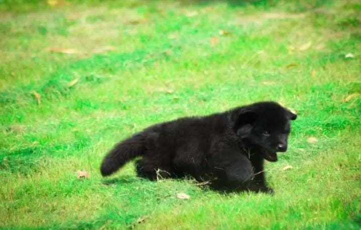 Golden Shepherd For Sale In Indore